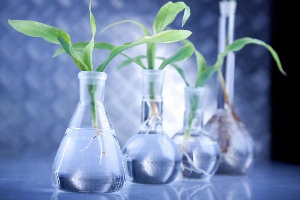 stock image Green Seedling laboratory