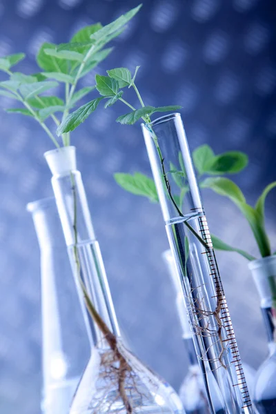 Green Seedling laboratory — Stock Photo, Image