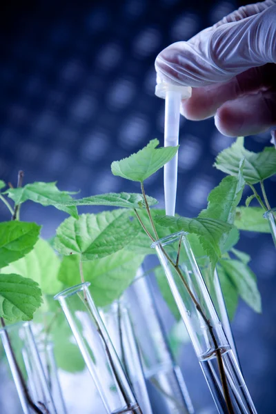 Scientist holding pipette over seedlings — Stock Photo, Image