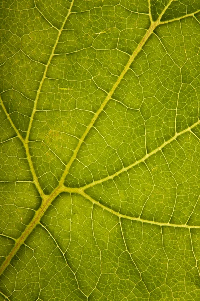 Структура зелёного листа — стоковое фото