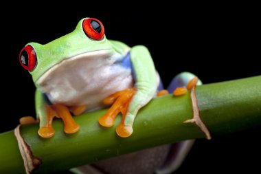 Red-eyed frog on bamboo clipart