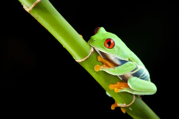 Червоноока жаба на бамбуку — стокове фото