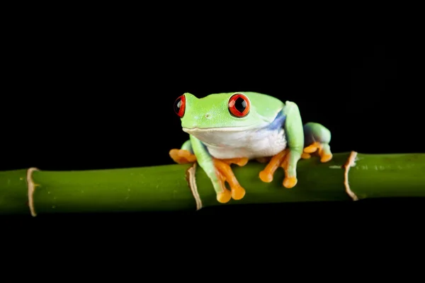 Συχνούς βάτραχος με μπαμπού — Φωτογραφία Αρχείου