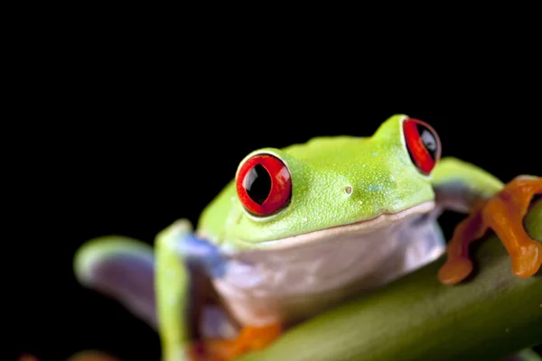 竹红眼蛙 — 图库照片