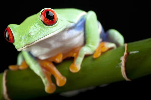 Rode-ogen frog op bamboe — Stockfoto