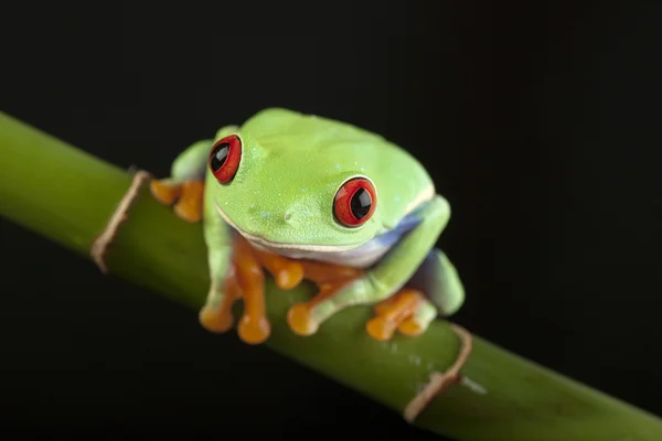 Oczobarwnica żaba na bambus — Zdjęcie stockowe