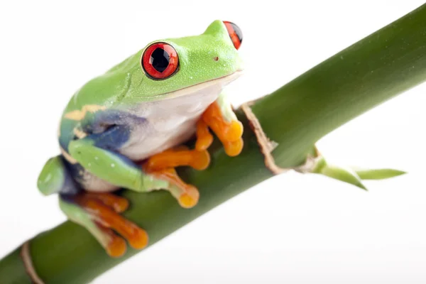 竹红眼蛙 — 图库照片