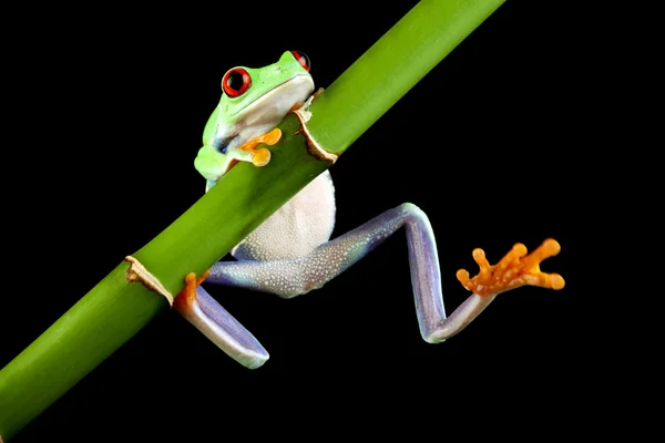 Rödögd frog på bambu — Stockfoto