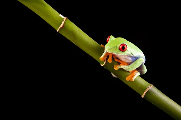 竹の目の充血したカエル — ストック写真