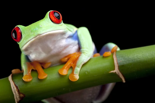 Oczobarwnica żaba na bambus — Zdjęcie stockowe