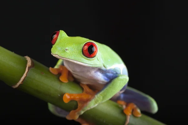 Червоноока жаба на бамбуку — стокове фото
