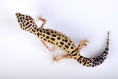 Gecko portre