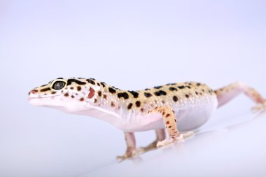 Gecko portre