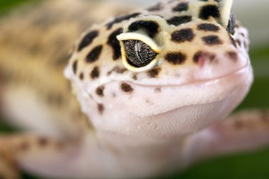 Gecko portre