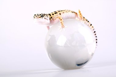 Gecko portre