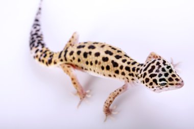 Gecko portre