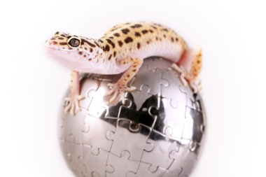 Gecko portre