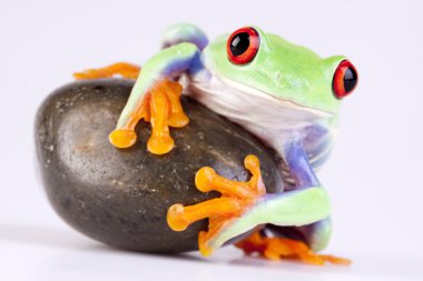 Green frog and rock on white clipart