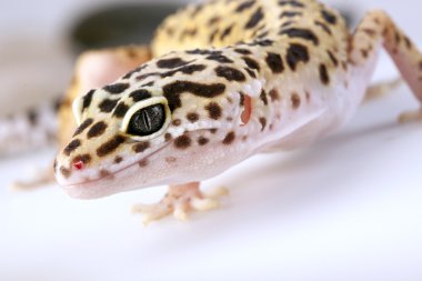 Gecko portre