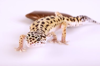 Gecko portre