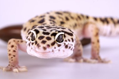 Gecko portre