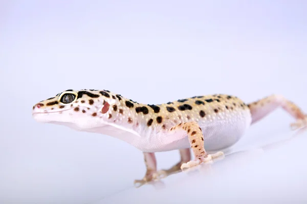 Gecko close-up — Fotografia de Stock