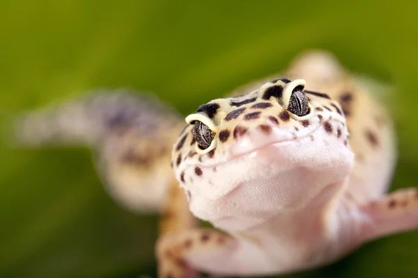 Gecko close-up — Fotografia de Stock