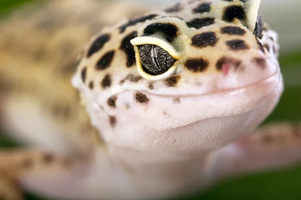 Primer plano de Gecko —  Fotos de Stock