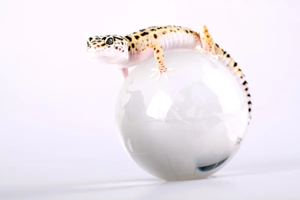 stock image Gecko closeup