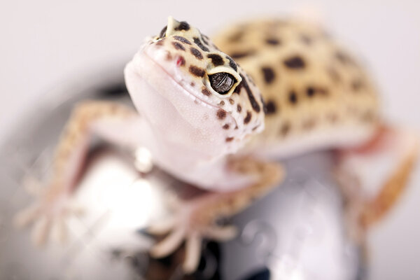 Gecko closeup