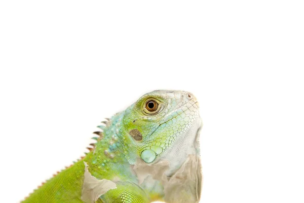 Iguana verde ! — Fotografie, imagine de stoc