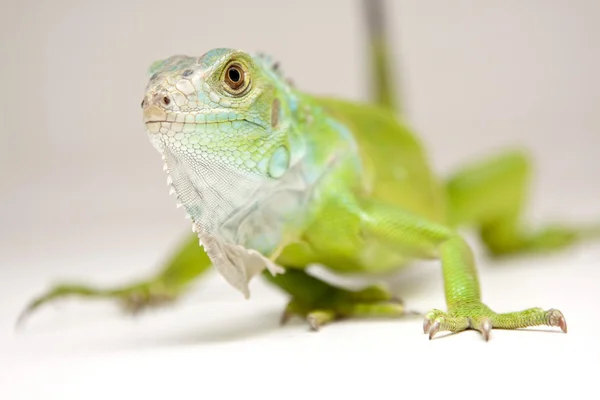 Green iguana! — Stock Photo, Image