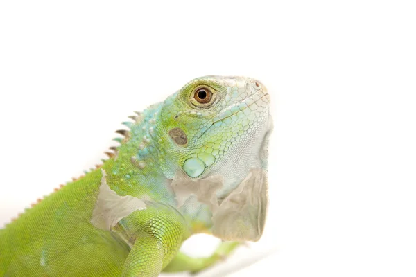 Iguana verde ! — Foto de Stock