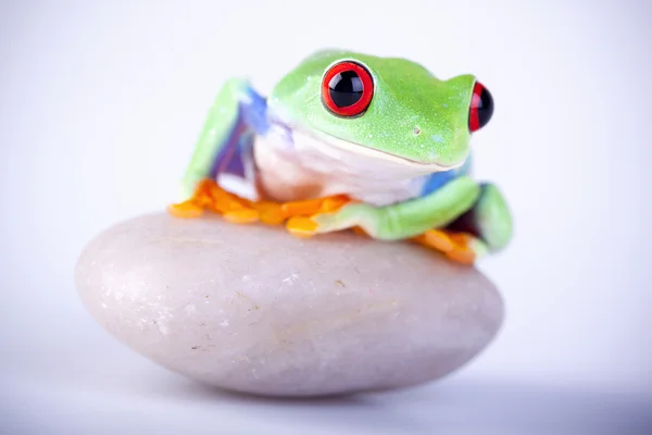 Zielona żaba i rocka na biały — Zdjęcie stockowe