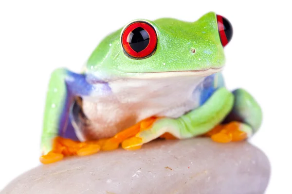 녹색 개구리와 화이트 락 — 스톡 사진