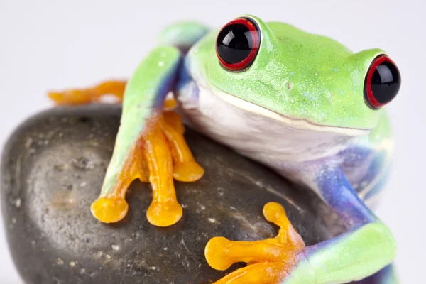 Green frog and rock on white — Stock Photo, Image