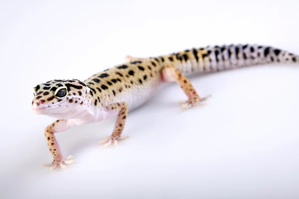 Gecko gros plan — Photo