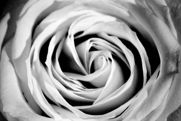 Thee rose close-up — Stockfoto