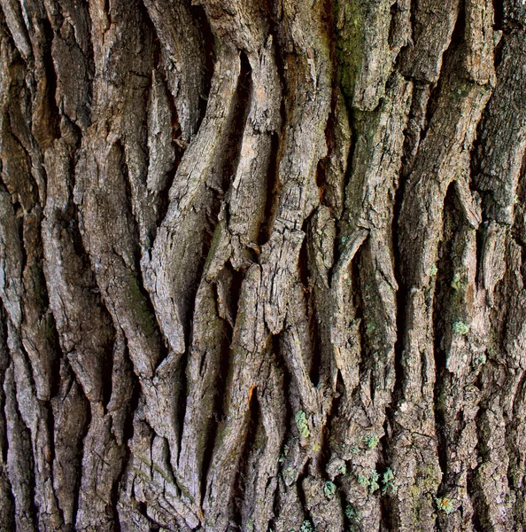 Närbild av barken av en gammal ek — Stockfoto