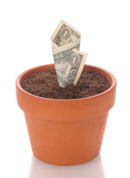 Dollar croissant dans le pot de fleurs — Photo
