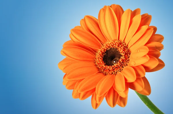 Orange daisy gerbera blomman på blå — Stockfoto