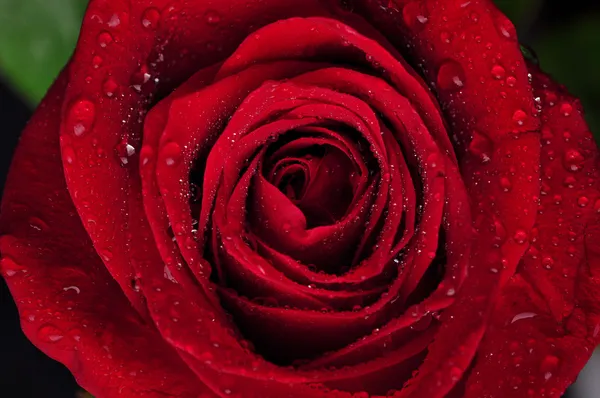 Gyönyörű vörös rózsa esőcseppekkel — Stock Fotó