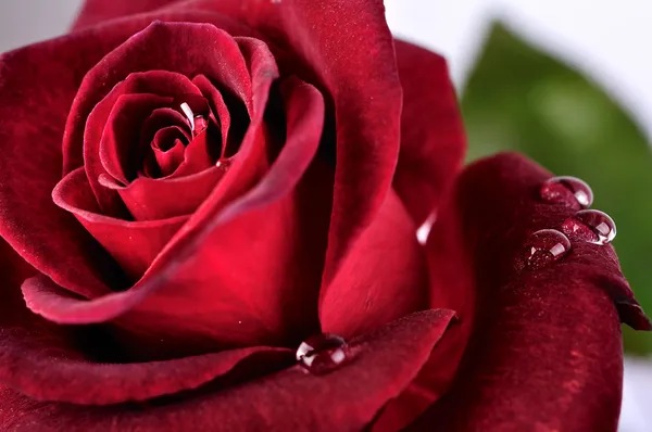 Hermosa rosa roja con gotas de lluvia — Foto de Stock