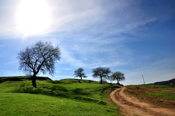 Сельская дорога и дерево — стоковое фото