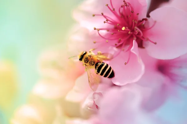 Colourful Blooms and honey bee — Stock Photo, Image