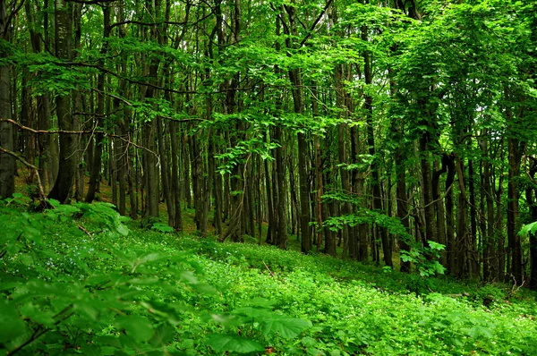 Głębokiego lasu — Zdjęcie stockowe