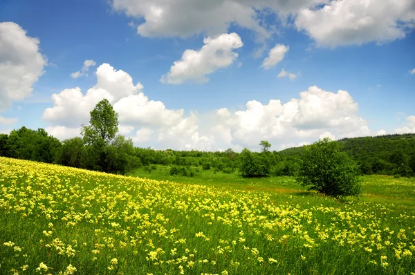 Zelené pole se žlutými a bílými mraky — Stock fotografie