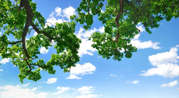 Sommaren förgrena sig med blå himmel och moln, copyspace — Stockfoto