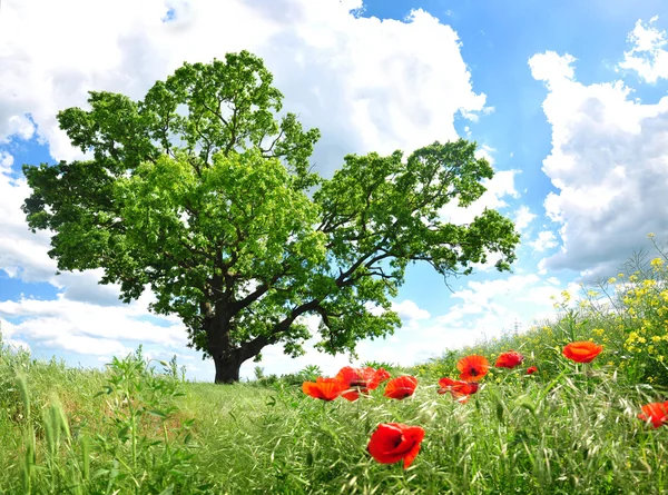 Velký zelený strom a červeného máku — Stock fotografie