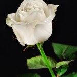 Free Stock photo of White Rose Sculpture at Minister Rose Window ...